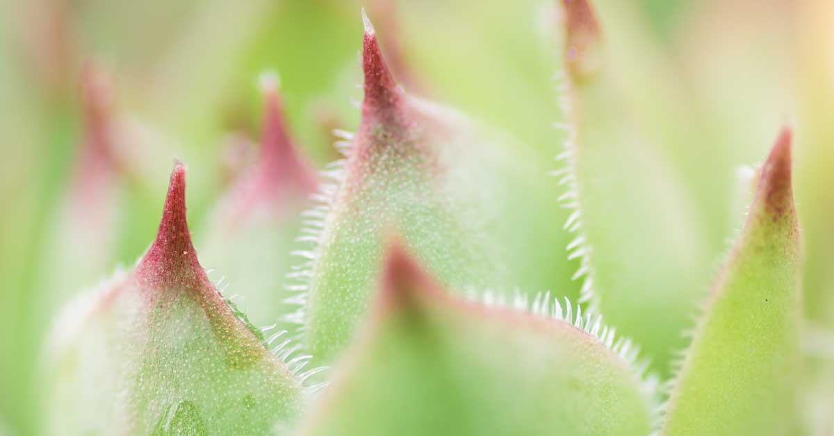  Kako se koristi čuvarkuća za fleke na licu