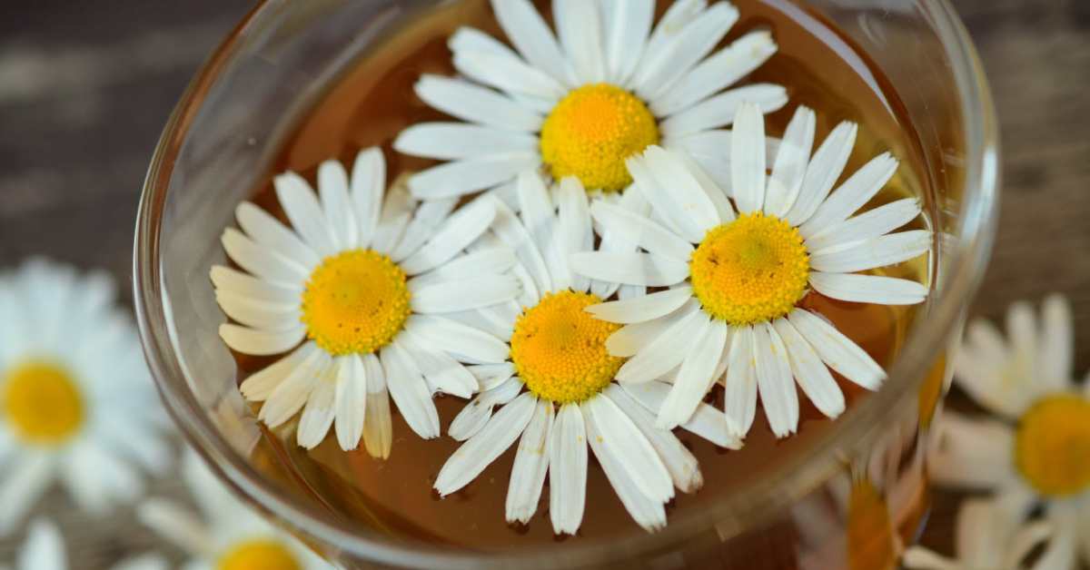  Neverovatna kamilica za lice!