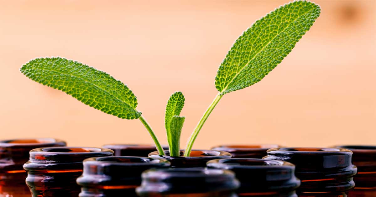  Žalfija za lice sprečiće pojavu akni, ali ne samo to!